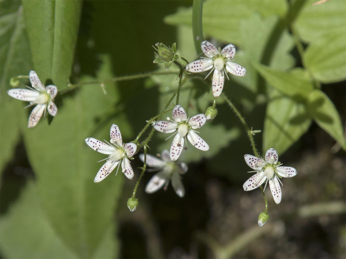 Saxifraga rotundifolia